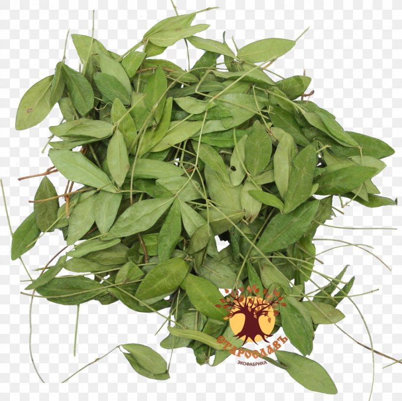 Periwinkle Traditional Medicine Medicinal Plants Shrub, PNG, 1024x1021px, Periwinkle, Artikel, Flower, Herb, Leaf Download Free