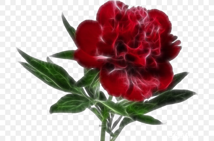 Android Clip Art, PNG, 700x540px, Android, App Annie, Carnation, Cut Flowers, Flower Download Free