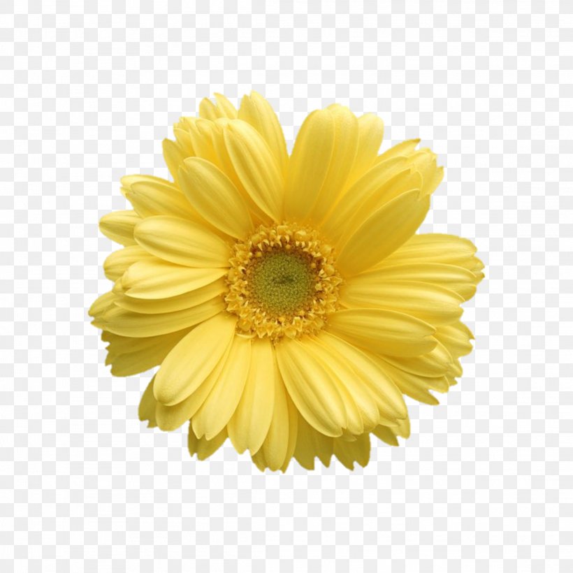 Barberton Daisy Gerbera Flower Yellow Petal, PNG, 2289x2289px, Barberton Daisy, Cut Flowers, Daisy Family, English Marigold, Flower Download Free