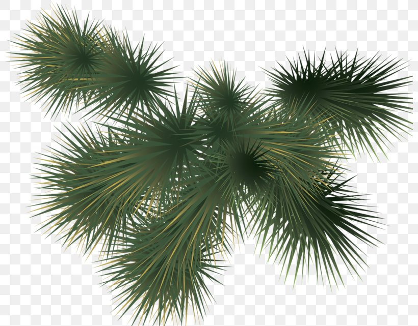 Pine Fir Clip Art, PNG, 800x641px, Pine, Branch, Conifer, Digital Image, Dots Per Inch Download Free