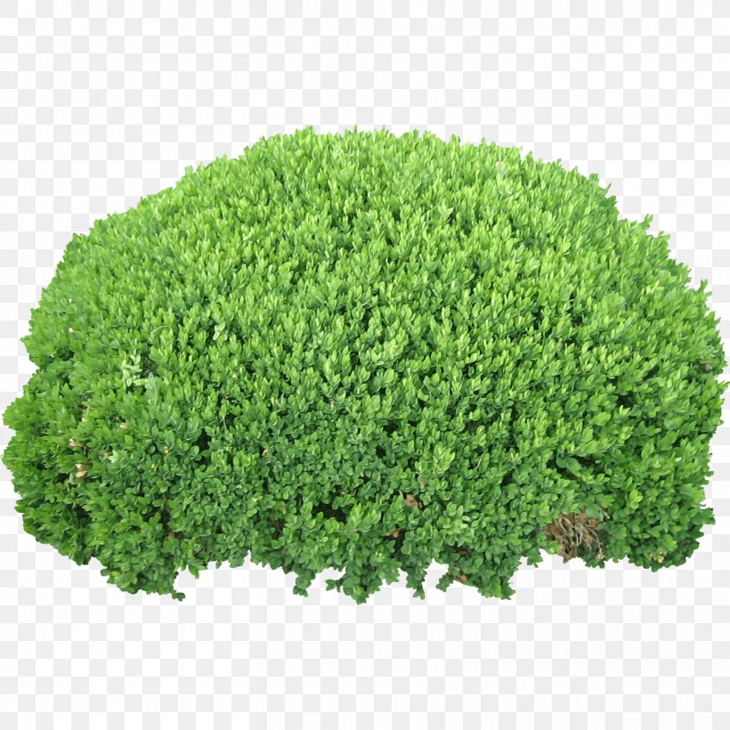 Shrub Computer File, PNG, 1462x1462px, Shrub, Garden, Grass, Groundcover, Herb Download Free