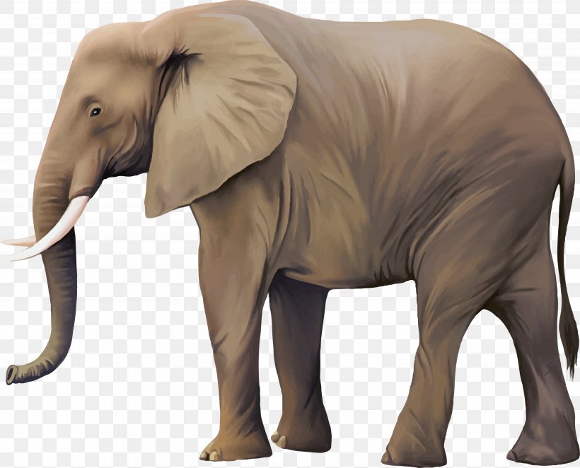 African Elephant Asian Elephant, PNG, 3872x3128px, African Elephant, Animal, Asian Elephant, Elephant, Elephants And Mammoths Download Free
