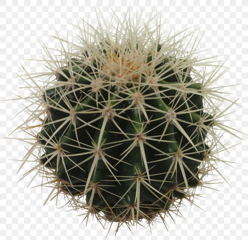 Cactaceae Eastern Prickly Pear Echinocactus Grusonii Barrel Cactus, PNG, 1024x992px, Cactaceae, Barrel Cactus, Cactus, Caryophyllales, Eastern Prickly Pear Download Free