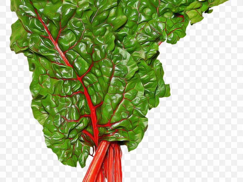 Chard Leaf Vegetable Vegetable Leaf Plant, PNG, 1024x768px, Chard, Beetroot, Flower, Food, Leaf Download Free