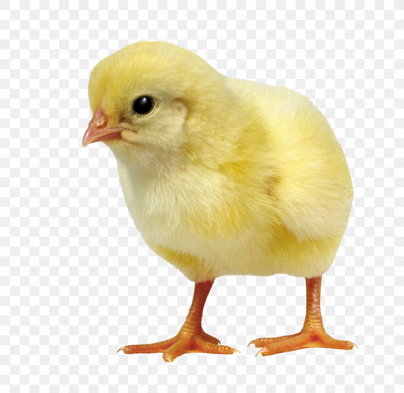Chicken Duck Bird Incubator Poultry, PNG, 972x945px, Chicken, Beak, Bird, Chicken Egg Sizes, Drinking Download Free