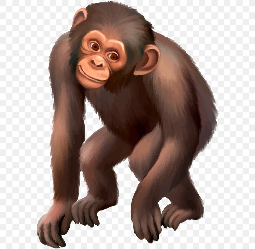 Common Chimpanzee Gorilla Monkey Drawing, PNG, 588x800px, Common Chimpanzee, Animal, Bear, Carnivoran, Child Download Free