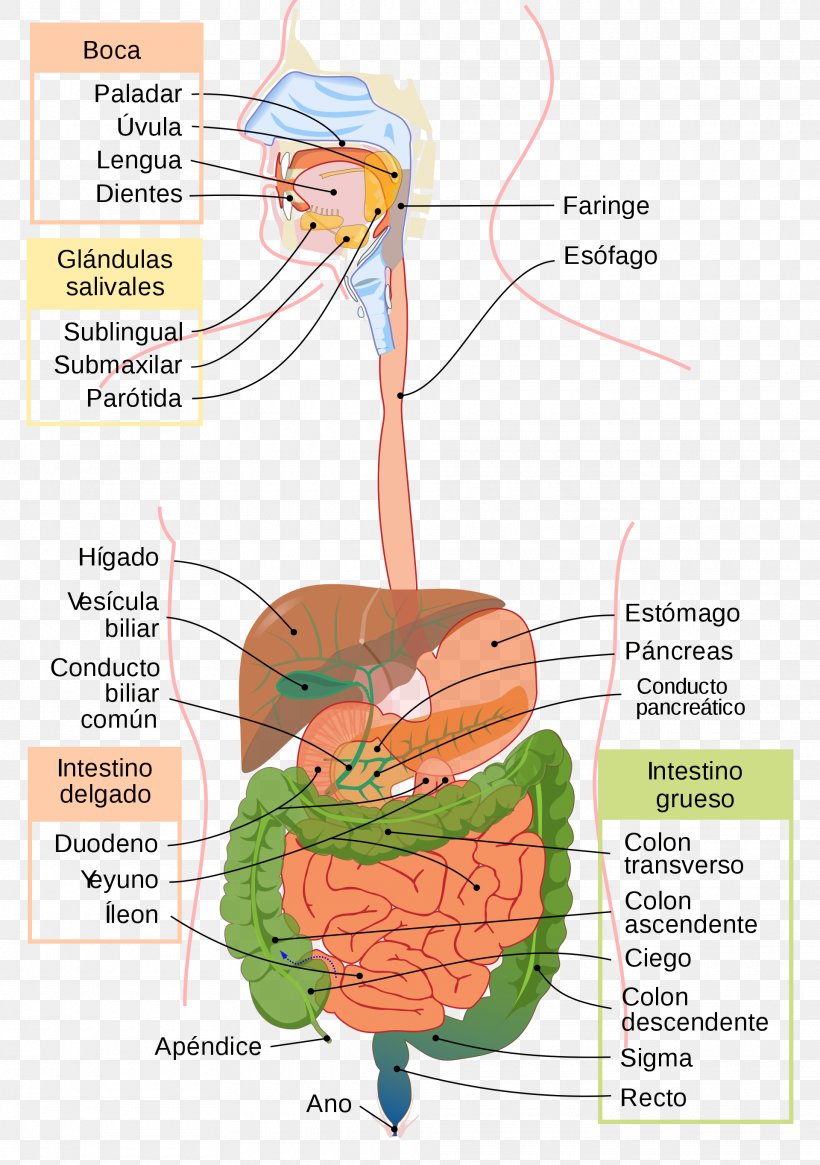 Gastrointestinal Tract Digestion Physiology Human Body Human Digestive System, PNG, 1920x2728px, Watercolor, Cartoon, Flower, Frame, Heart Download Free