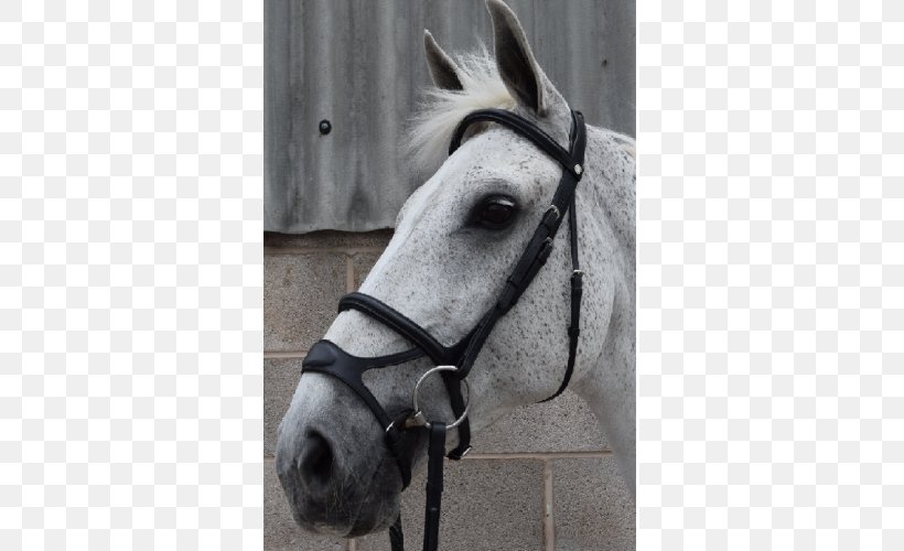 Horse Halter Noseband Bridle Longeing Cavesson, PNG, 500x500px, Horse, Bit, Bridle, Halter, Horse Harness Download Free