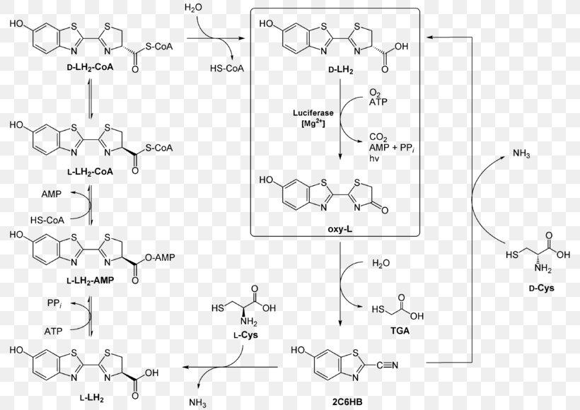 Luciferin Chemistry Structural Formula Cysteine Chemical Reaction, PNG, 800x580px, Luciferin, Area, Auto Part, Bioluminescence, Black And White Download Free