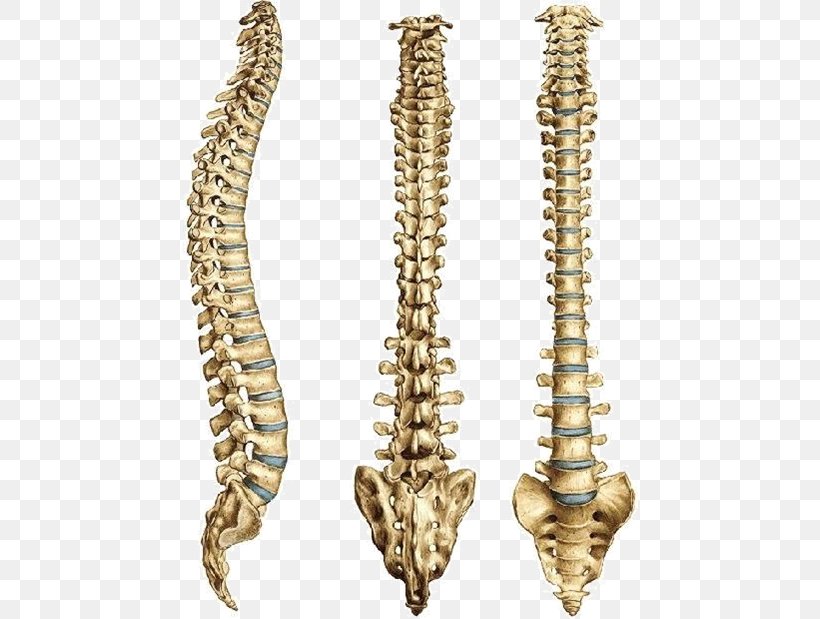 Vertebral Column Zero Gravity Premium Human Skeleton, PNG, 456x619px, Vertebral Column, Abdomen, Bone, Brass, Cervical Vertebrae Download Free