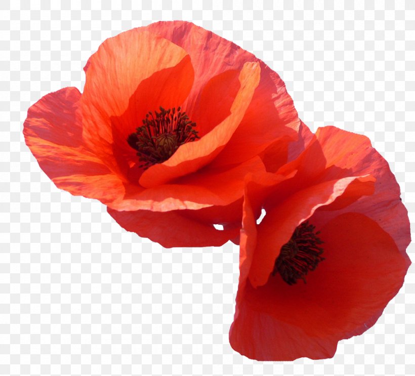 Common Poppy Flower Clip Art, PNG, 1000x907px, Poppy, Anemone, Common Poppy, Coquelicot, Drawing Download Free