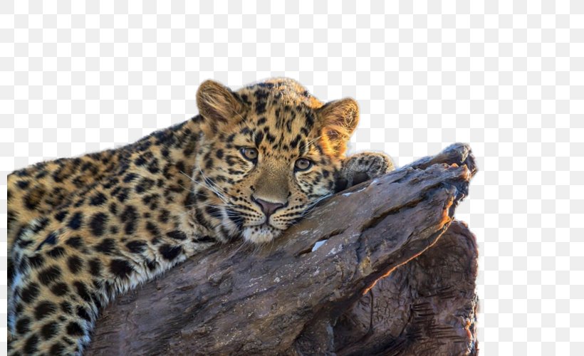 Leopard Desktop Wallpaper High-definition Television 1080p 4K Resolution, PNG, 800x500px, 4k Resolution, Leopard, Big Cats, Carnivoran, Cat Like Mammal Download Free