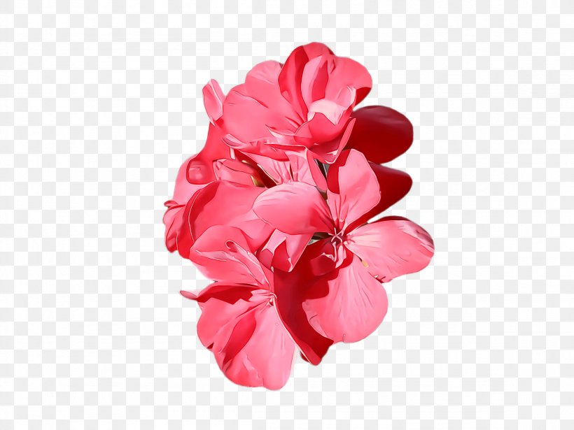 Pink Petal Flower Plant Cut Flowers, PNG, 2308x1732px, Pink, Cut Flowers, Flower, Geranium, Magenta Download Free