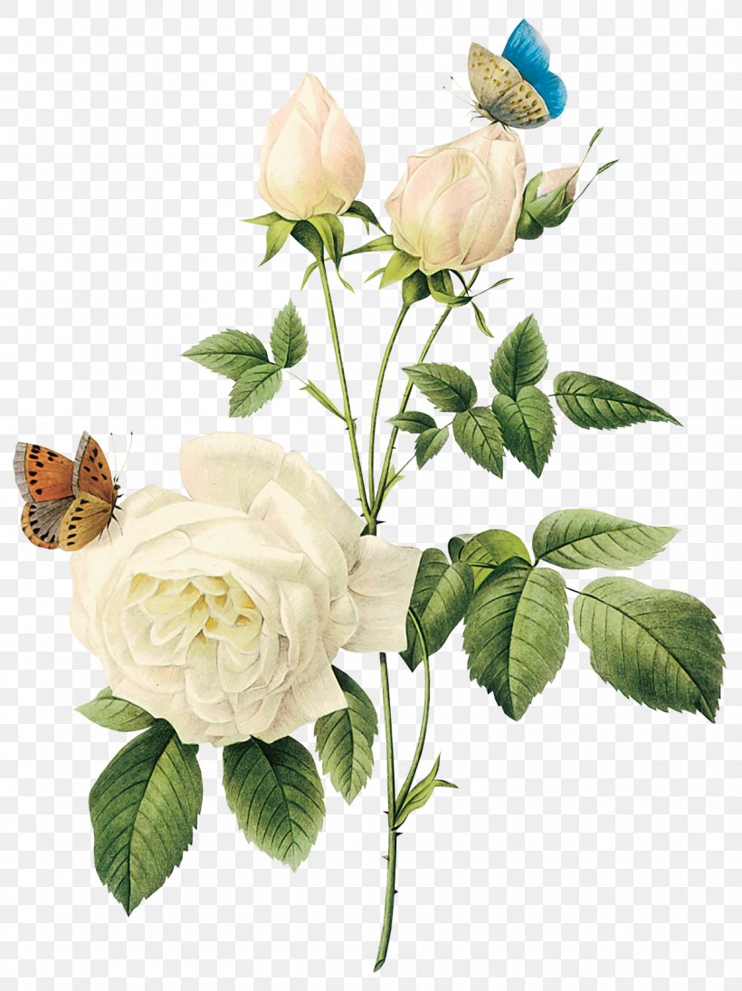 Rose Flower Clip Art, PNG, 1200x1603px, Rose, Cut Flowers, Digital Image, Dots Per Inch, Floral Design Download Free