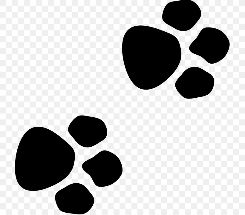 Wildcat Dog Paw Bear, PNG, 720x720px, Cat, Animal, Animal Track, Bear, Black Download Free
