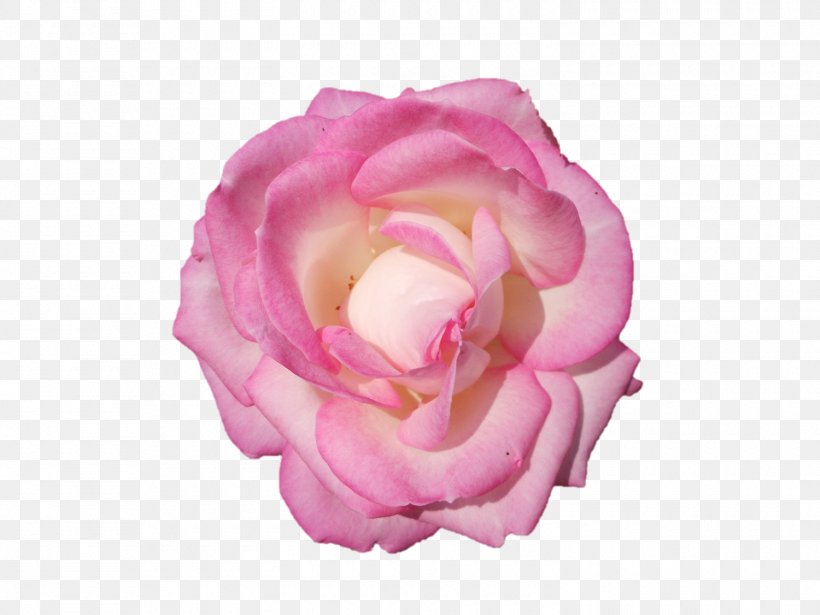 Garden Roses Cabbage Rose Floribunda Flower China Rose, PNG, 1500x1125px, Garden Roses, Cabbage Rose, China Rose, Cut Flowers, Floral Design Download Free