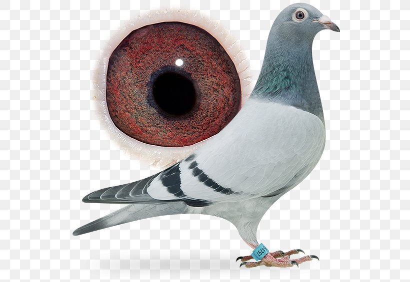 Homing Pigeon Racing Homer Columbidae Fancy Pigeon Beak, PNG, 556x565px, Homing Pigeon, Animal, Beak, Bird, Columbidae Download Free