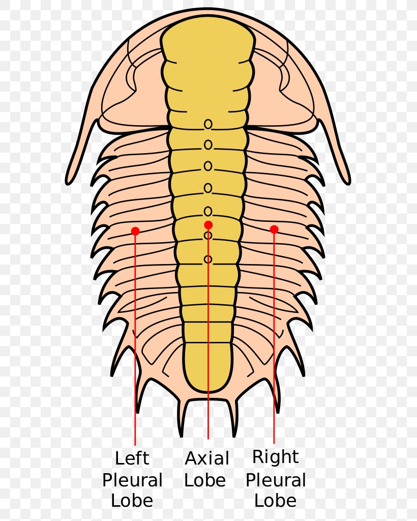 Insect Trilobite Fossil Arthropod Paradoxides Davidis, PNG, 591x1024px, Insect, Area, Arthropod, Artwork, Cambrian Download Free