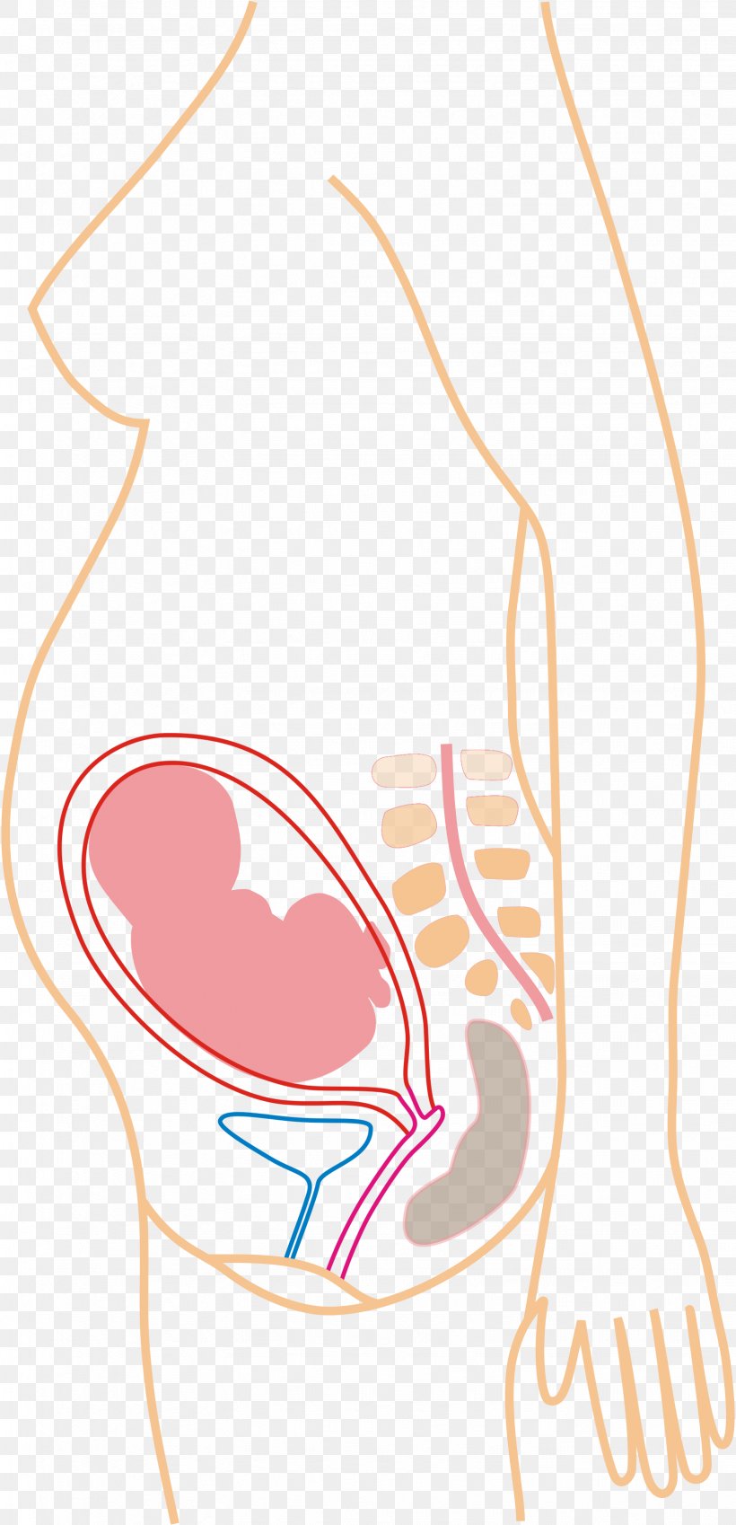 Back Pain Pregnancy Menstruation Medical Sign Symptom, PNG, 1637x3391px, Watercolor, Cartoon, Flower, Frame, Heart Download Free