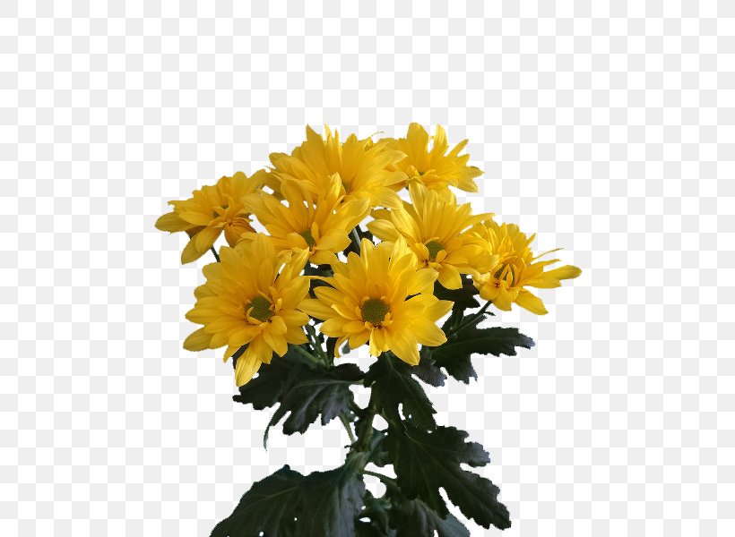 Chrysanthemum Floraco Cut Flowers Plants Transvaal Daisy, PNG, 500x600px, Chrysanthemum, Annual Plant, Chrysanths, Cut Flowers, Daisy Family Download Free