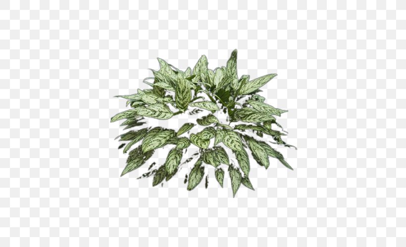 Leaf Fern Plant, PNG, 500x500px, Leaf, Fern, Ornamental Plant, Plant, Shrub Download Free