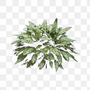 Fern Plant Tree Shrub Material, PNG, 576x575px, Fern, Archicad ...