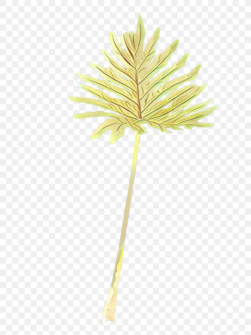 Palm Tree Background, PNG, 2249x3000px, Cartoon, Asian Palmyra Palm, Borassus, Botany, Flower Download Free