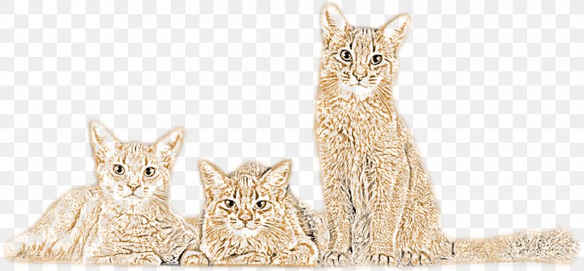 Tabby Cat Kitten Whiskers Fur, PNG, 1140x529px, Tabby Cat, Animal, Animal Figure, Carnivoran, Cat Download Free