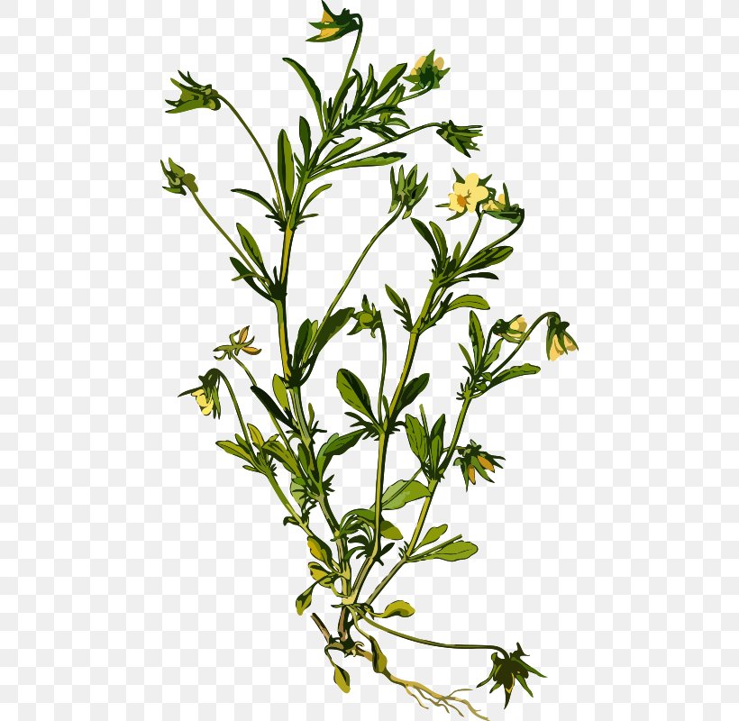 Pansy Botanical Illustration Medicinal Plants, PNG, 464x800px, Pansy, Botanical Illustration, Branch, Drawing, Flower Download Free