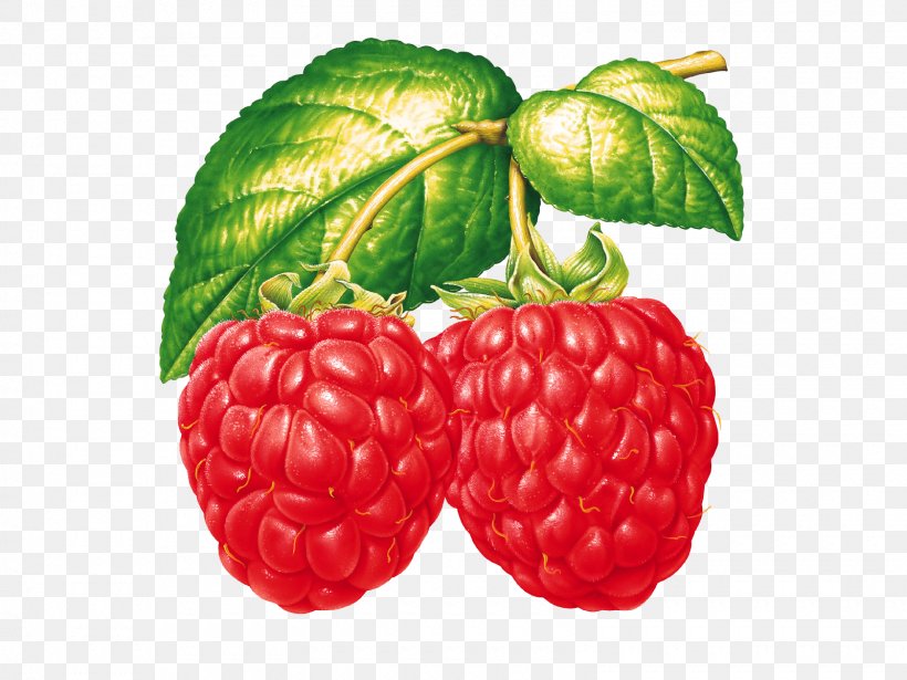 Raspberry Food Strawberry Clip Art, PNG, 1600x1200px, Raspberry, Accessory Fruit, Auglis, Berry, Blackberry Download Free