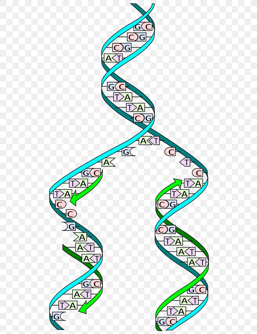 DNA Replication Cell Division S Phase, PNG, 530x1068px, Dna Replication, Area, Biology, Cell, Cell Cycle Download Free