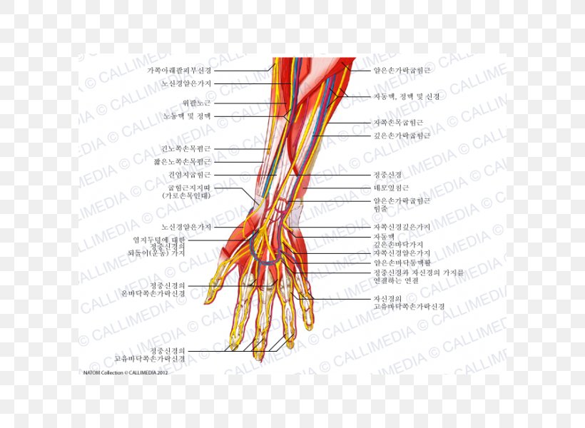 Finger Nerve Blood Vessel Forearm Human Anatomy, PNG, 600x600px, Watercolor, Cartoon, Flower, Frame, Heart Download Free