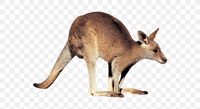 Kangaroo Clip Art, PNG, 560x447px, Kangaroo, Animal Figure, Document, Fauna, Image Resolution Download Free
