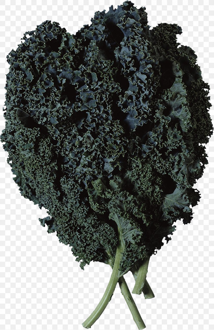 Lasagne Brussels Sprout Lacinato Kale Marrow-stem Kale Soup, PNG, 860x1323px, Salad, Asparagus, Beetroot, Broccoli, Cauliflower Download Free