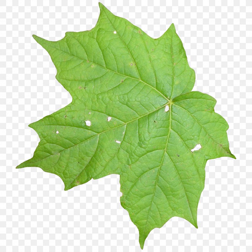 Leaf Texture Mapping Vine, PNG, 2560x2560px, Leaf, Display Resolution, Maple Leaf, Plane Tree Family, Plant Download Free
