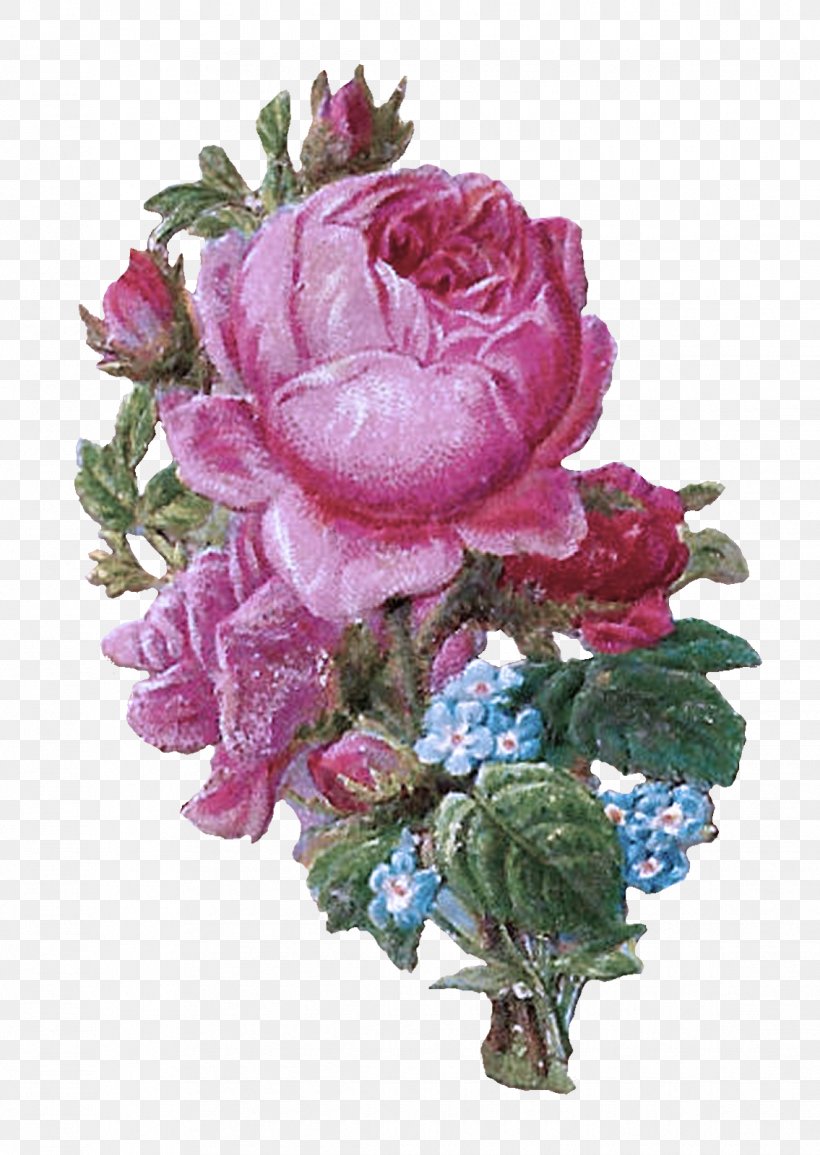 Garden Roses, PNG, 1135x1600px, Flower, Cut Flowers, Flowering Plant, Garden Roses, Petal Download Free