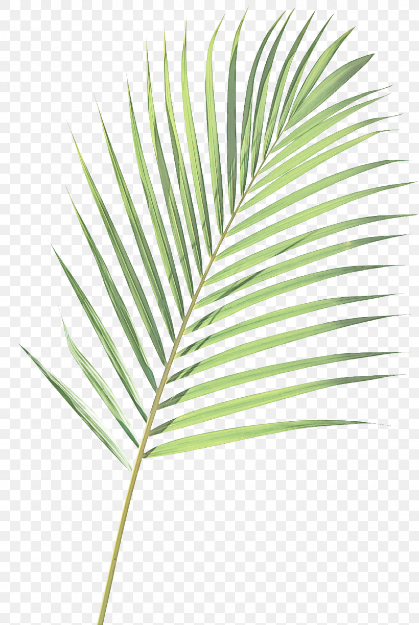 Palm Tree, PNG, 1134x1693px, Leaf, Arecales, Elaeis, Flower, Palm Tree Download Free