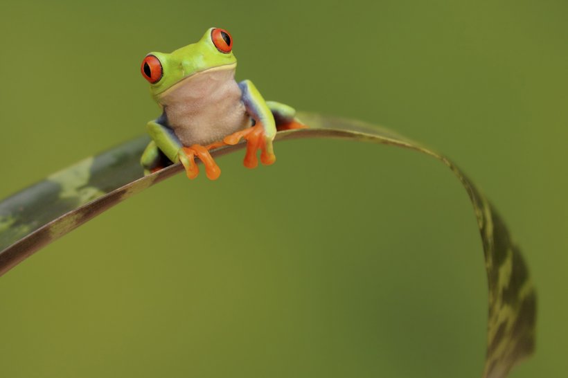 The Celebrated Jumping Frog Of Calaveras County Quotation Desktop Wallpaper The Frog Prince, PNG, 1920x1280px, Frog, Amphibian, Close Up, Fauna, Frog Prince Download Free