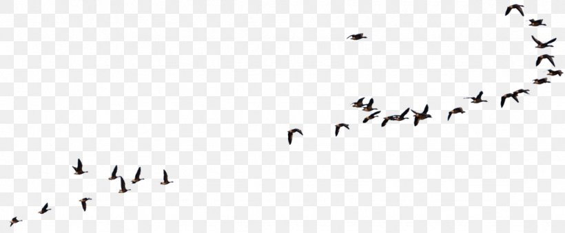 Bird Goose American Crow Flight, PNG, 1024x424px, Bird, American Crow, Animal Migration, Beak, Bird Flight Download Free