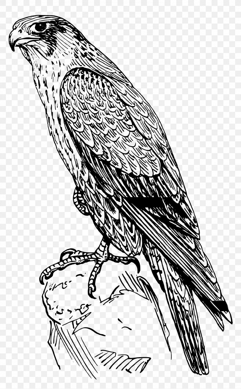 Bird Line Drawing, PNG, 1489x2400px, Falcon, Accipitriformes, Animal, Beak, Bird Download Free