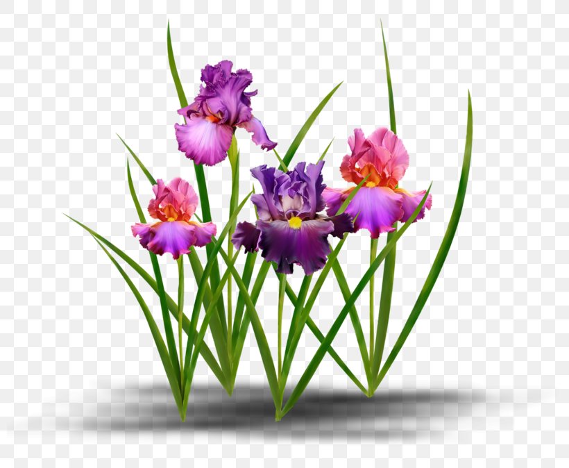 Clip Art Image Blog Royalty-free, PNG, 800x674px, Blog, Crocus, Cut Flowers, Floral Design, Floristry Download Free