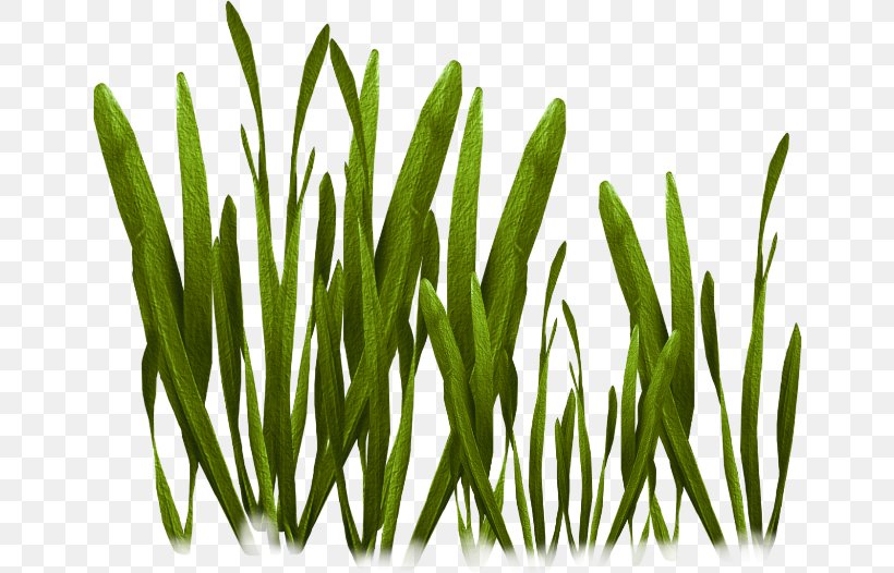 Tiff, PNG, 650x526px, Tiff, Commodity, Common Reed, Comparazione Di File Grafici, Grass Download Free