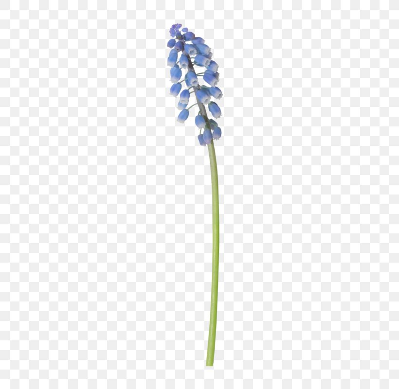 Flowering Plant Plant Stem, PNG, 320x800px, Flower, Blue, Flowering Plant, Plant, Plant Stem Download Free