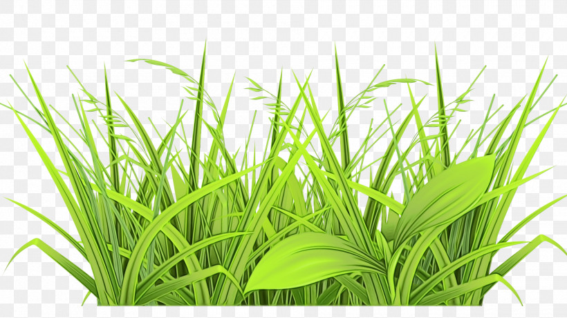Grass Plant Green Grass Family Leaf, PNG, 1920x1080px, Watercolor, Chrysopogon Zizanioides, Flower, Fodder, Grass Download Free