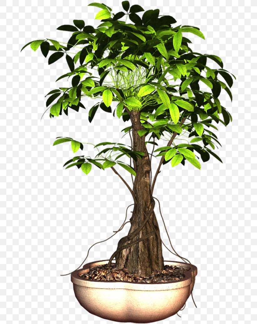 Sageretia Theezans Flowerpot Plant Tree, PNG, 691x1031px, Sageretia Theezans, Acondicionamiento De Aire, Artikel, Bonsai, Flower Download Free