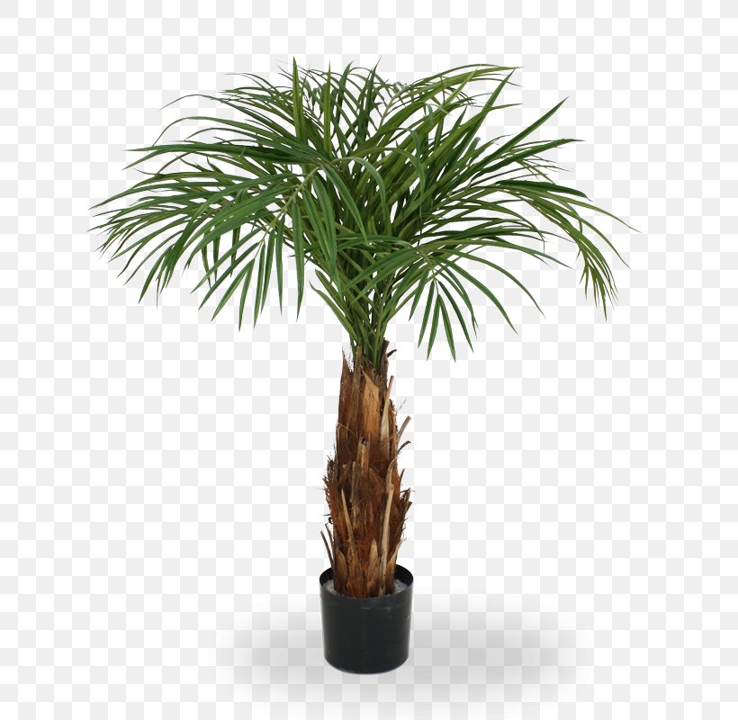 Arecaceae Trachycarpus Fortunei Chamaerops Canary Island Date Palm Areca Palm, PNG, 800x800px, Arecaceae, Areca Palm, Arecales, Artificial Flower, Canary Island Date Palm Download Free