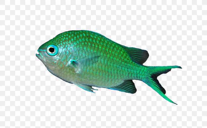 Blue-green Chromis Tropical Fish Siamese Fighting Fish Aquarium, PNG, 1200x742px, Tropical Fish, Anthiadinae, Aquarium, Banggai Cardinalfish, Chromis Download Free