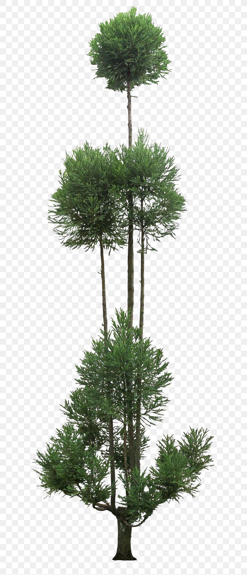 Family Tree Background, PNG, 658x1902px, Tree, American Larch, American Pitch Pine, Branch, Evergreen Download Free