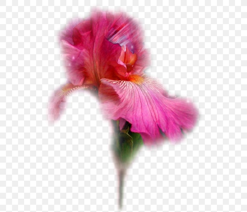 Flower Tulip Garden Roses Irises, PNG, 544x704px, Flower, Color, Flowering Plant, Garden Roses, Iris Download Free