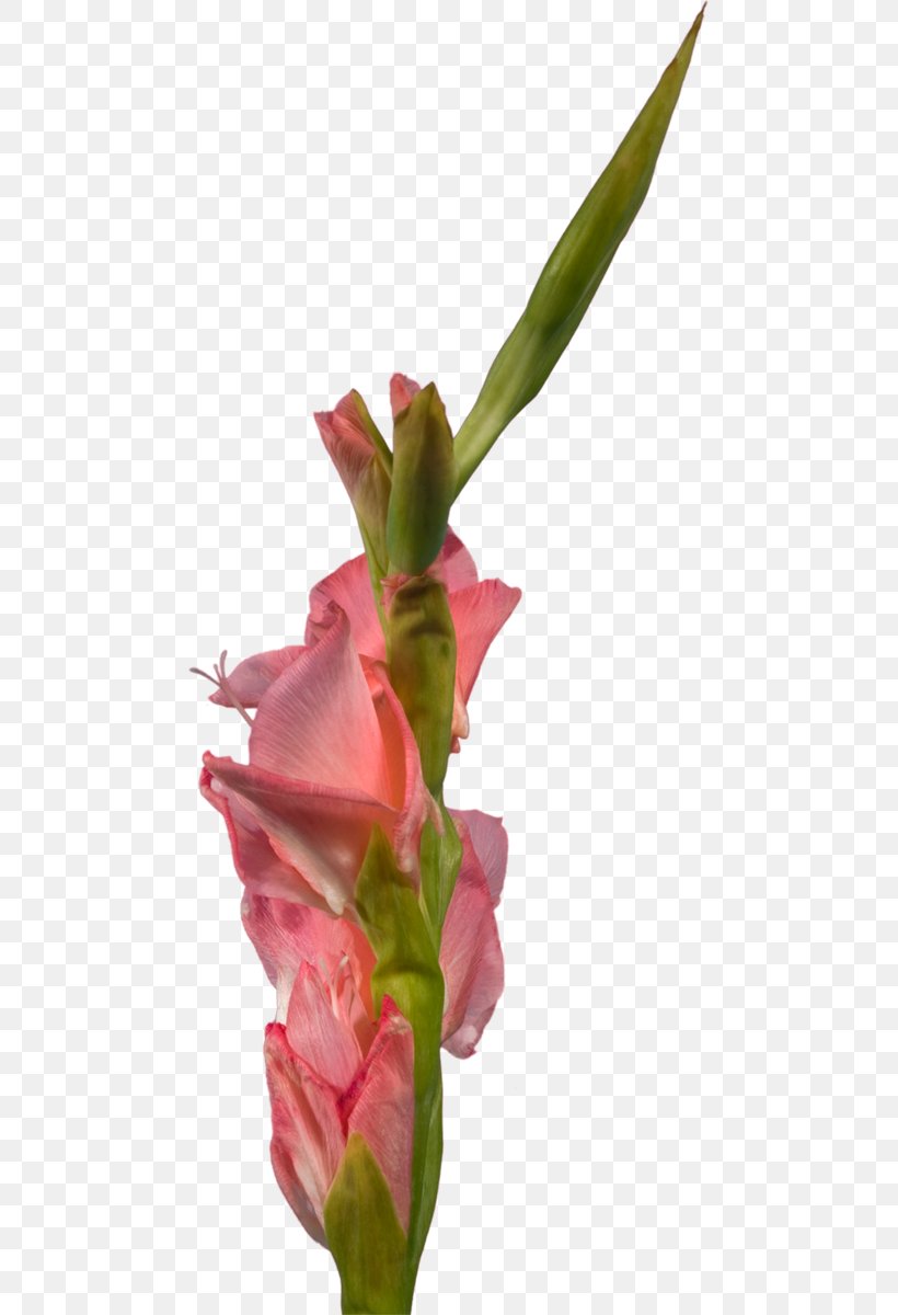 Gladiolus Cut Flowers Clip Art Petal, PNG, 475x1200px, Gladiolus, Artificial Flower, Bud, Cut Flowers, Floral Design Download Free